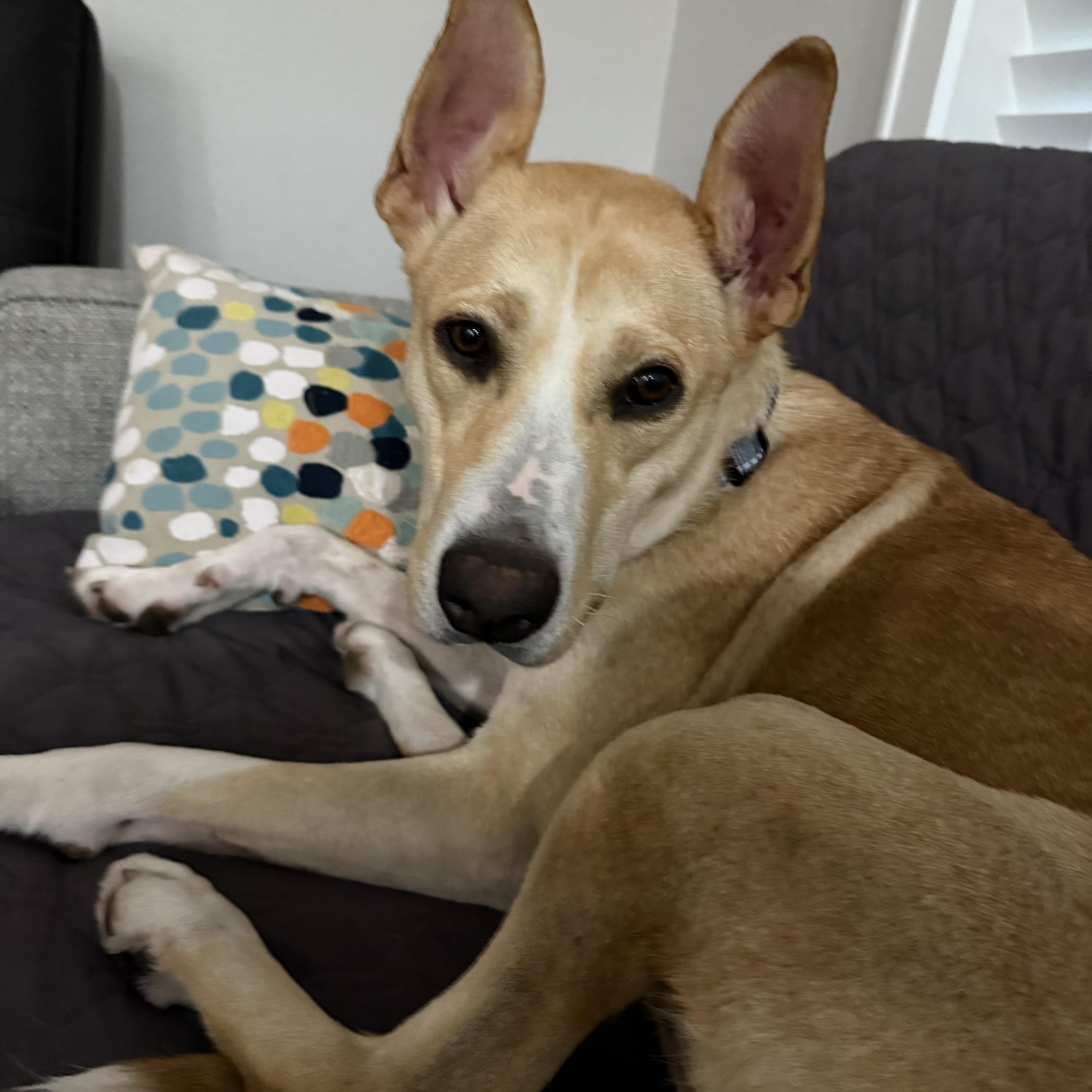 Lizzie, a Adopted mixed breed in Dallas, TX image 6/6