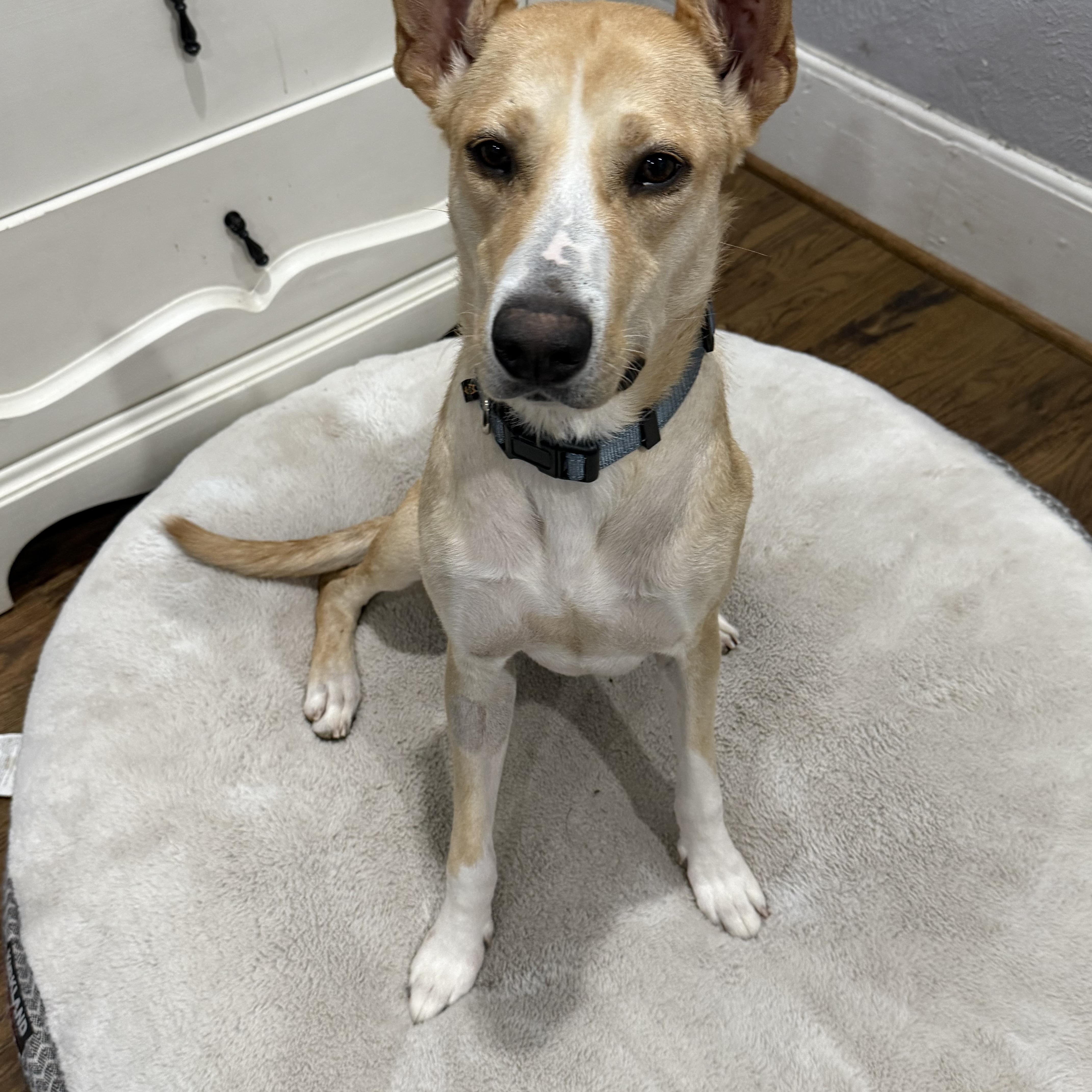 Lizzie, a Adopted mixed breed in Dallas, TX image 5/6