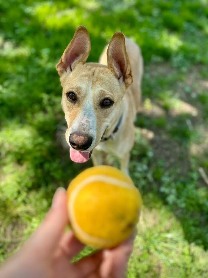 Lizzie, a Adopted mixed breed in Dallas, TX image 3/6