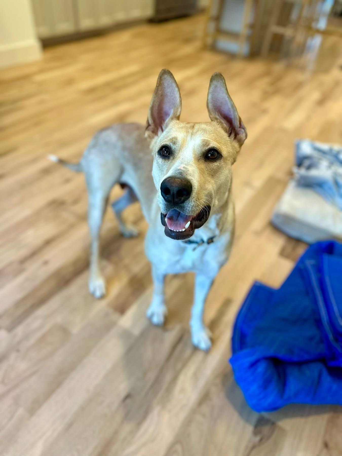 Lizzie, a Adopted mixed breed in Dallas, TX image 2/6