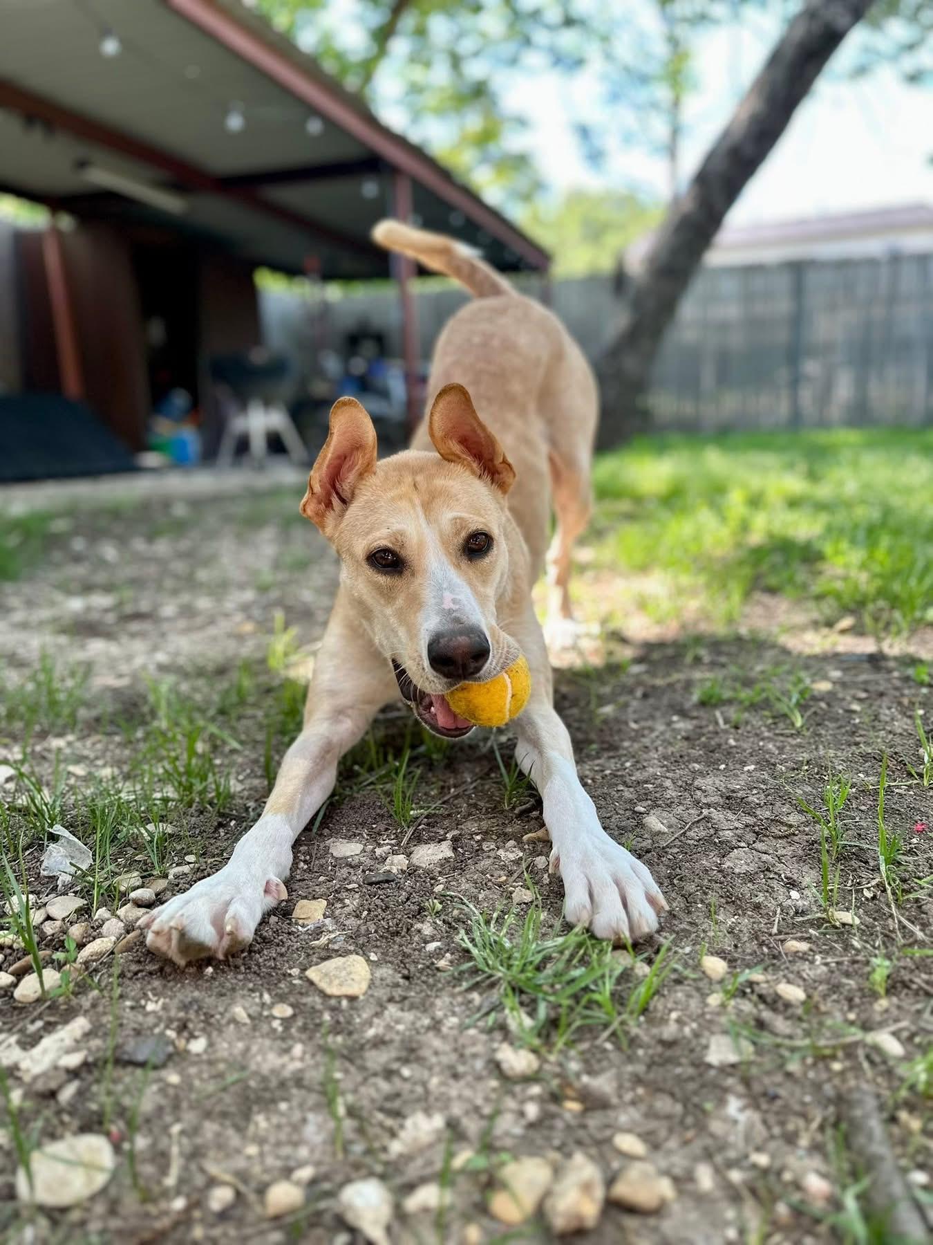 Lizzie, a Adopted mixed breed in Dallas, TX image 1/6