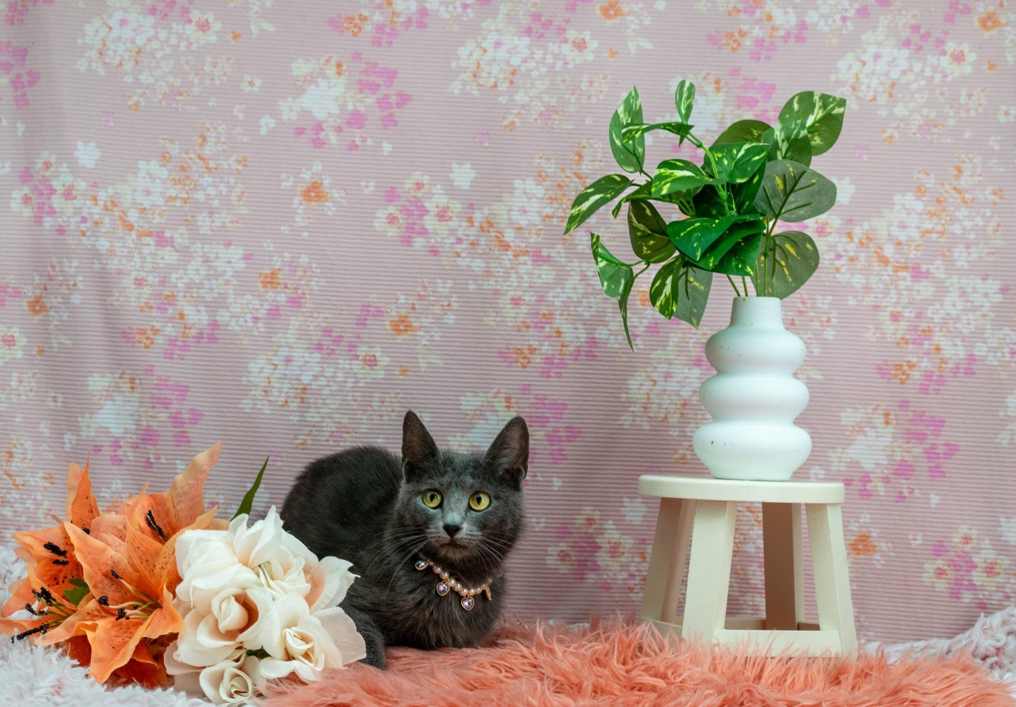 Lavender, a ADOPTABLE Domestic Short Hair in Sevierville, TN image 2/4