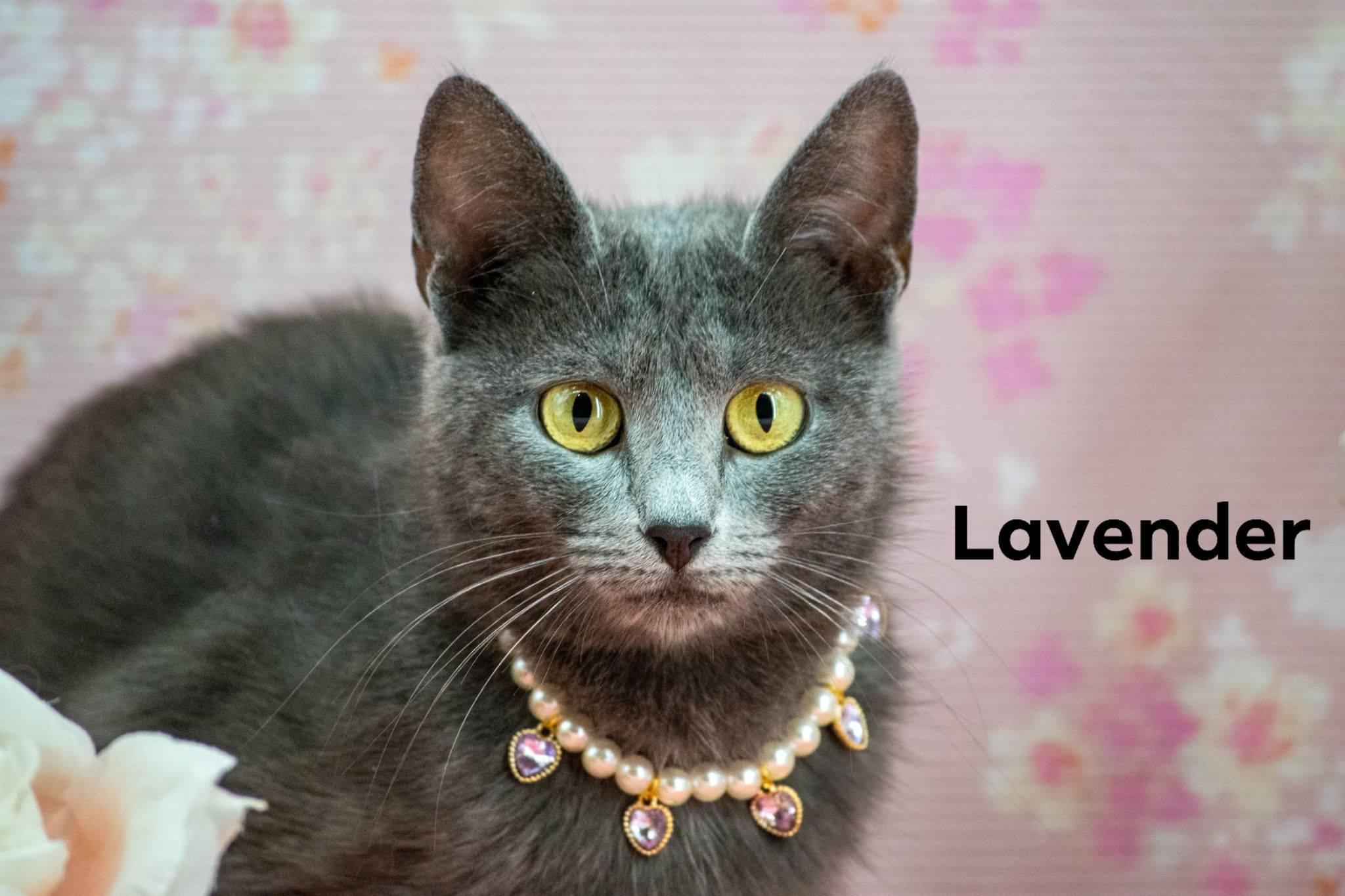 Lavender, ADOPTABLE, Adult Female Domestic Short Hair.