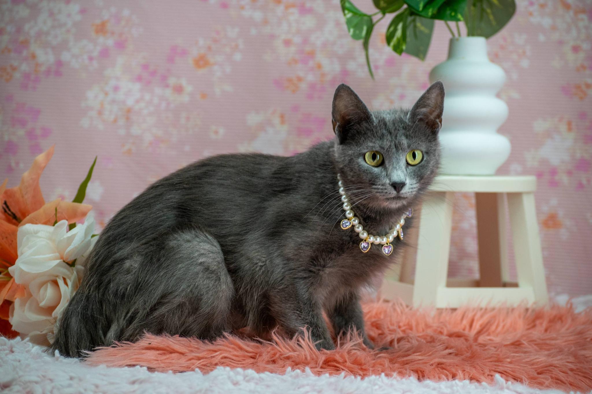 Lavender, a ADOPTABLE Domestic Short Hair in Sevierville, TN image 3/4