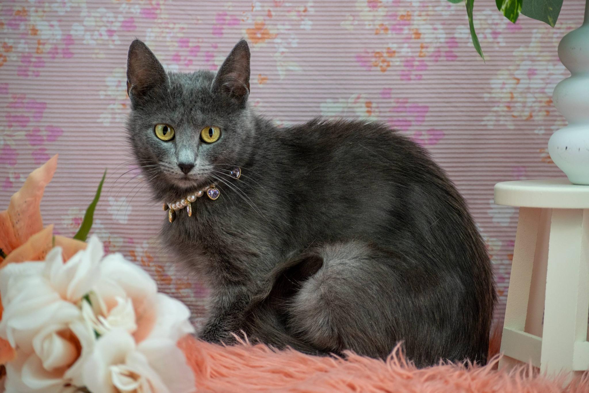Lavender, a ADOPTABLE Domestic Short Hair in Sevierville, TN image 4/4