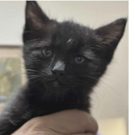 Enlarge Loki, a ADOPTABLE mixed breed in Santa Rosa, CA image 1/1