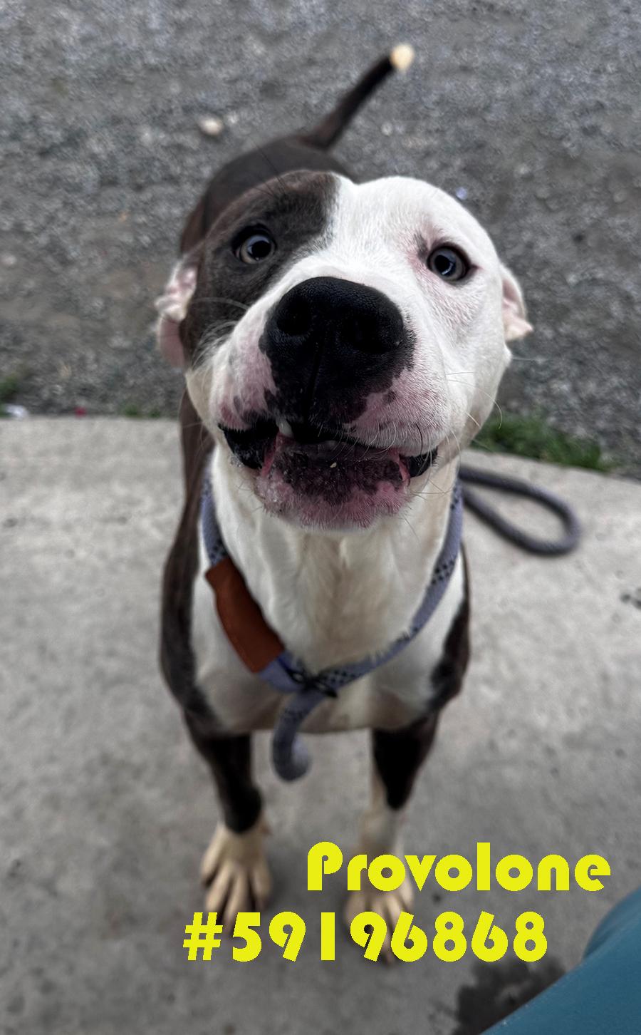 Enlarge Provolone, a ADOPTABLE mixed breed in Wilkes Barre, PA image 1/1