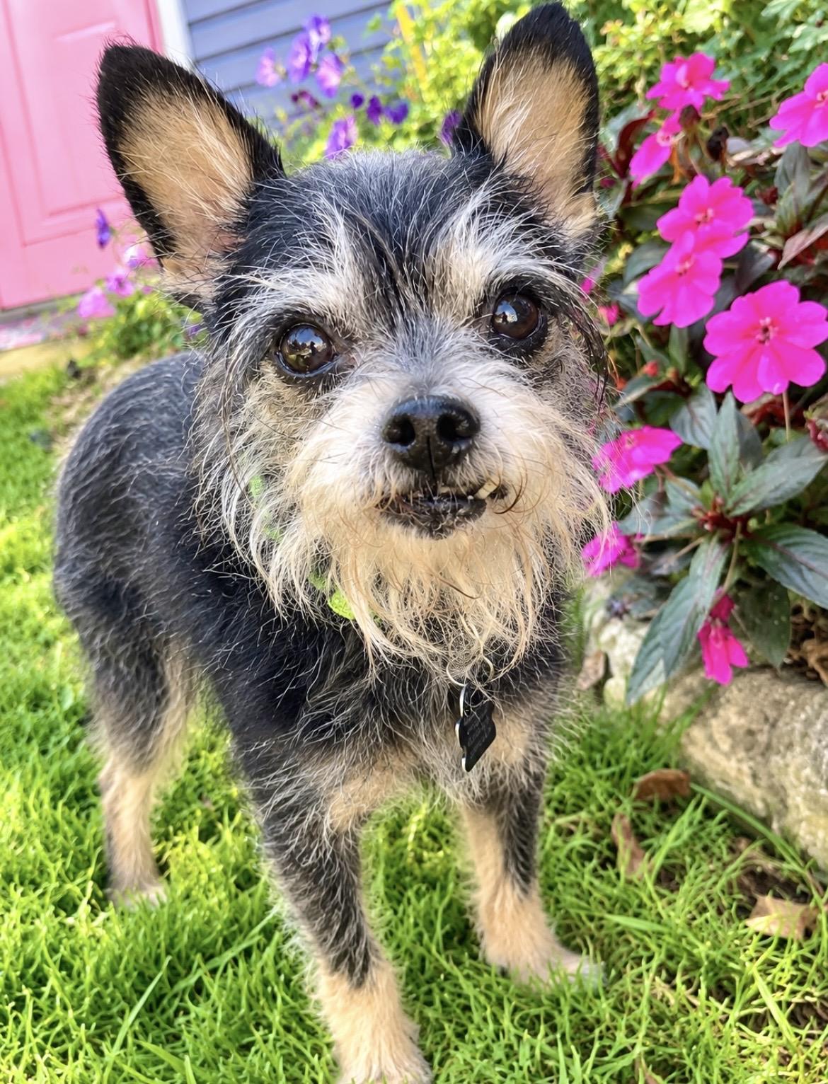 Enlarge Pepe, a Adoptable mixed breed in South Lyon, MI image 3/6