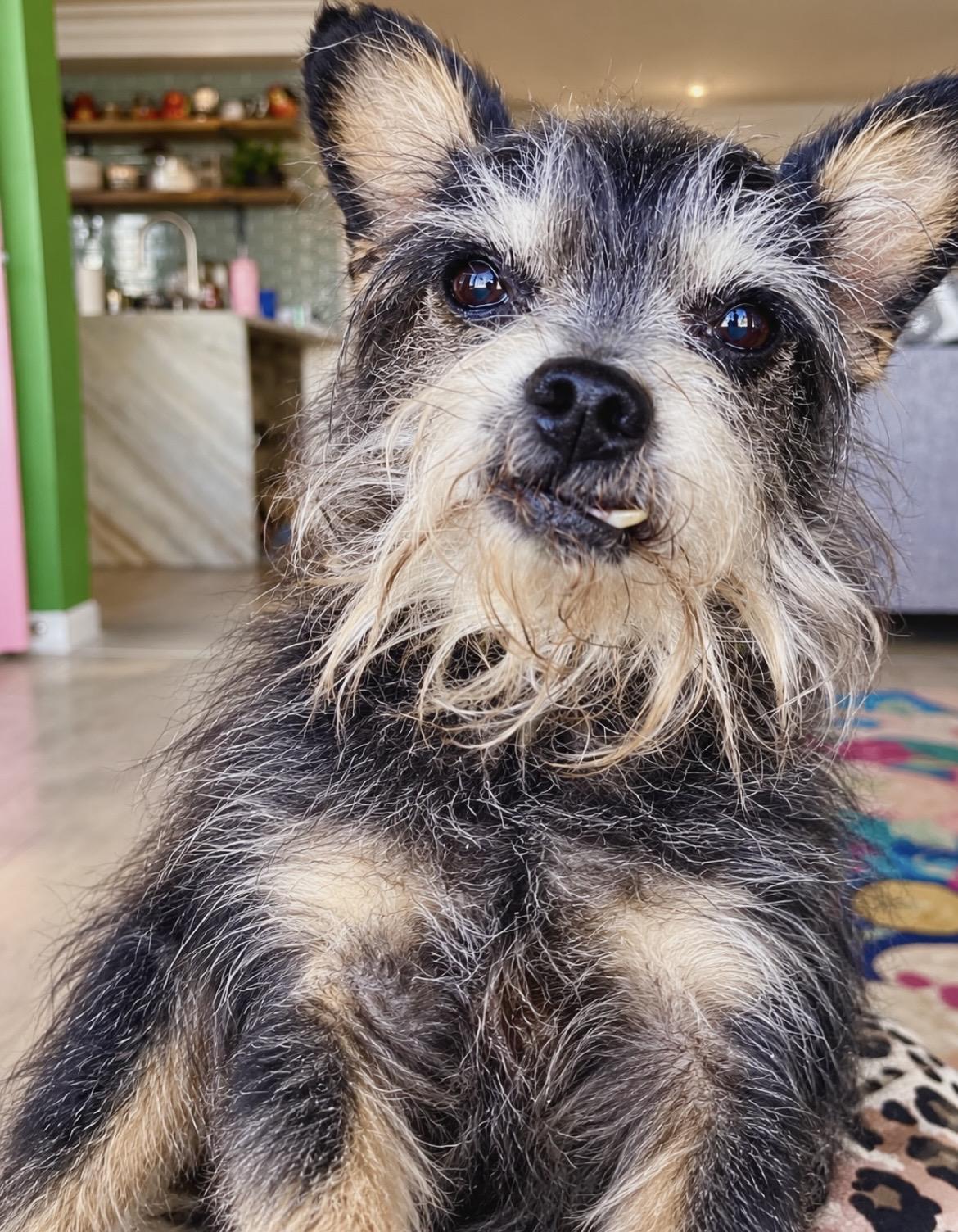 Enlarge Pepe, a Adoptable mixed breed in South Lyon, MI image 2/6
