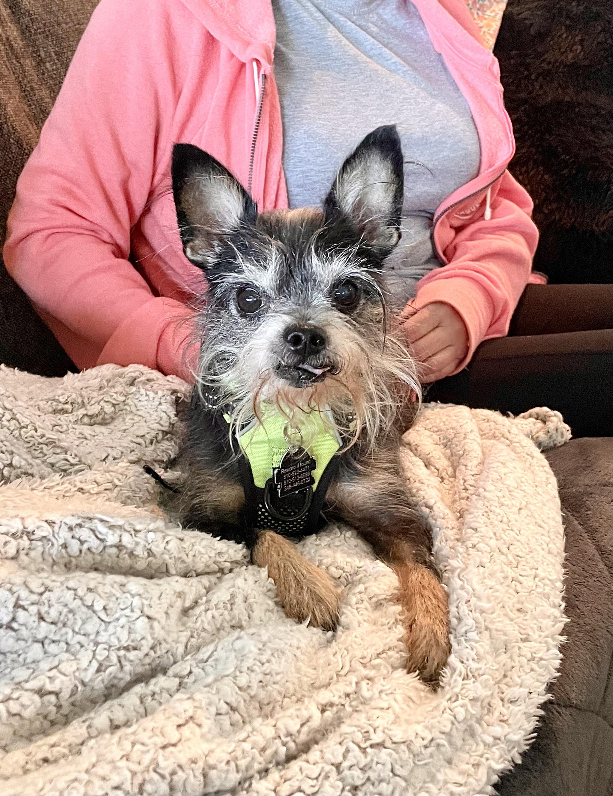 Enlarge Pepe, a Adoptable mixed breed in South Lyon, MI image 1/6
