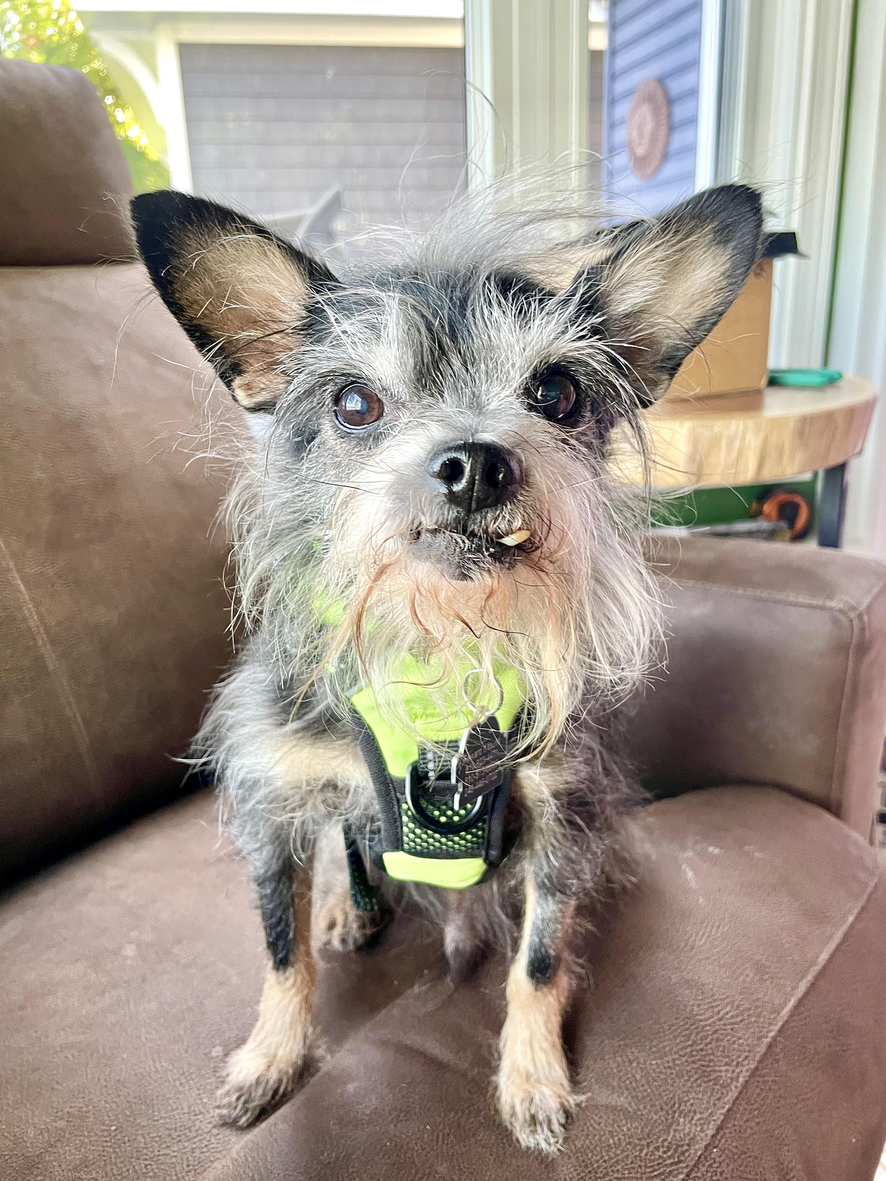 Enlarge Pepe, a Adoptable mixed breed in South Lyon, MI image 6/6