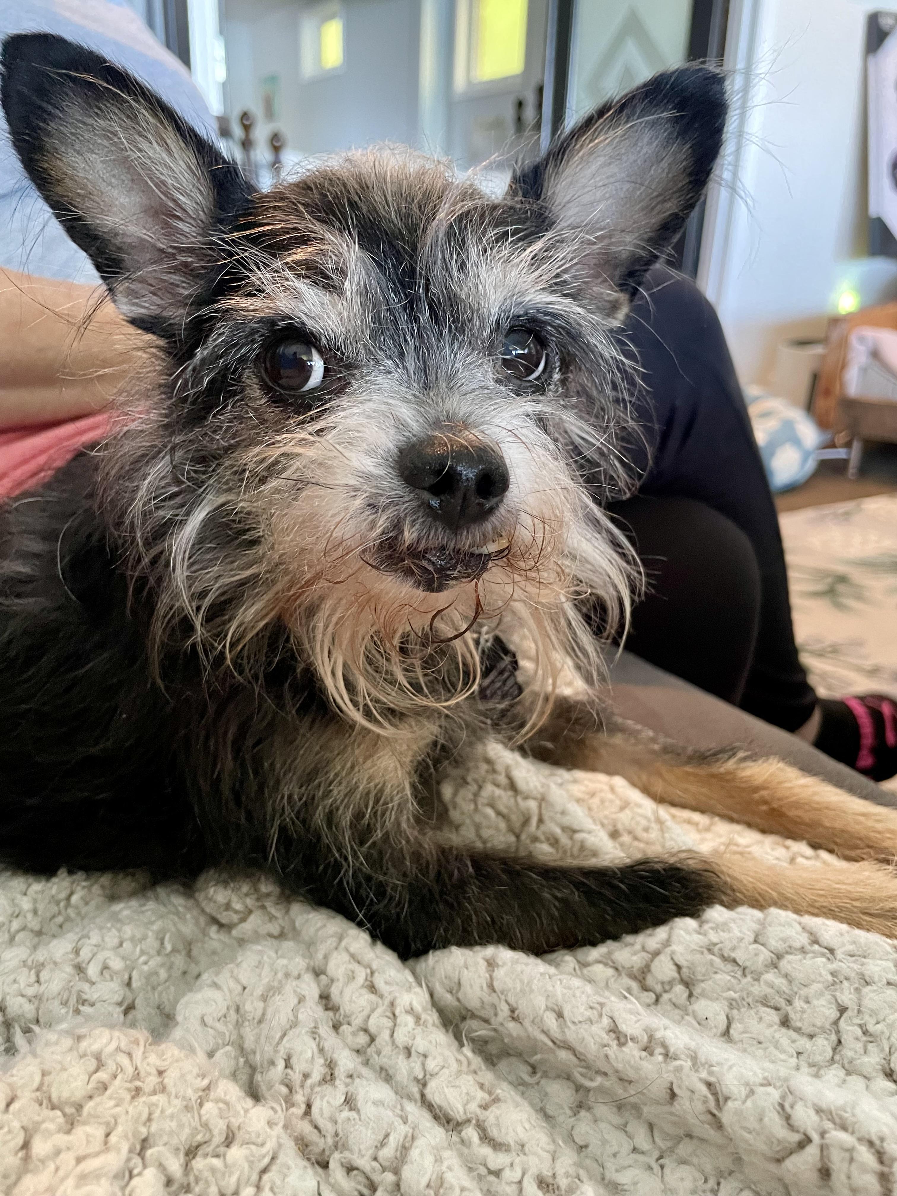 Enlarge Pepe, a Adoptable mixed breed in South Lyon, MI image 4/6