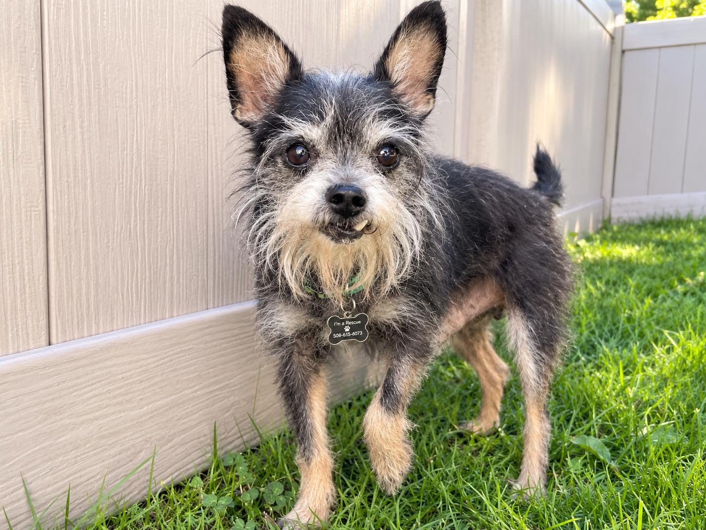 Enlarge Pepe, a Adoptable mixed breed in South Lyon, MI image 5/6