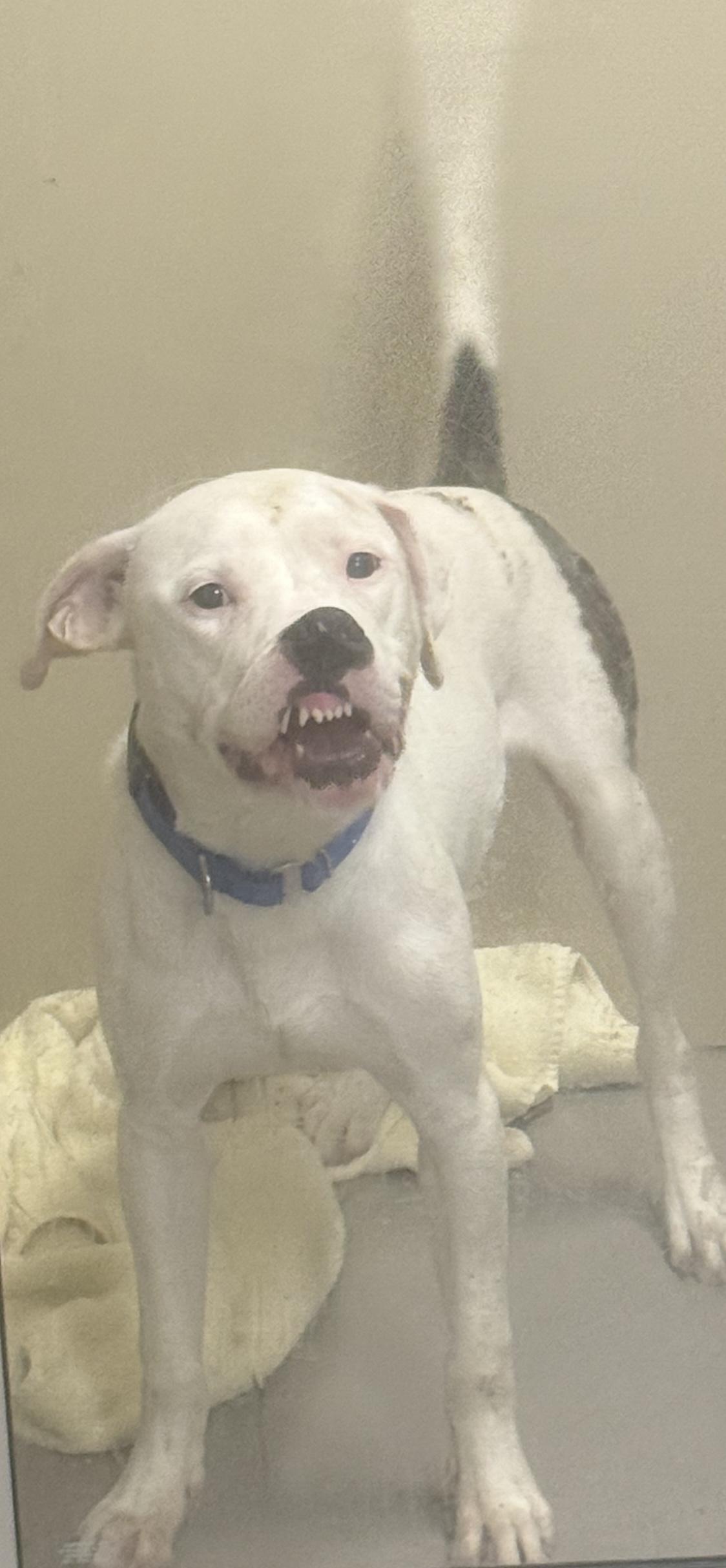 Enlarge Toby AVAILABLE , a ADOPTABLE American Bully in Canton, OH image 3/4