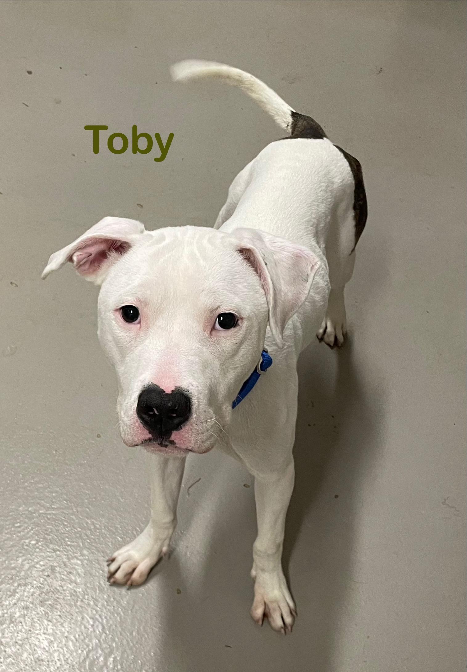 Toby AVAILABLE , ADOPTABLE, Young Male American Bully.