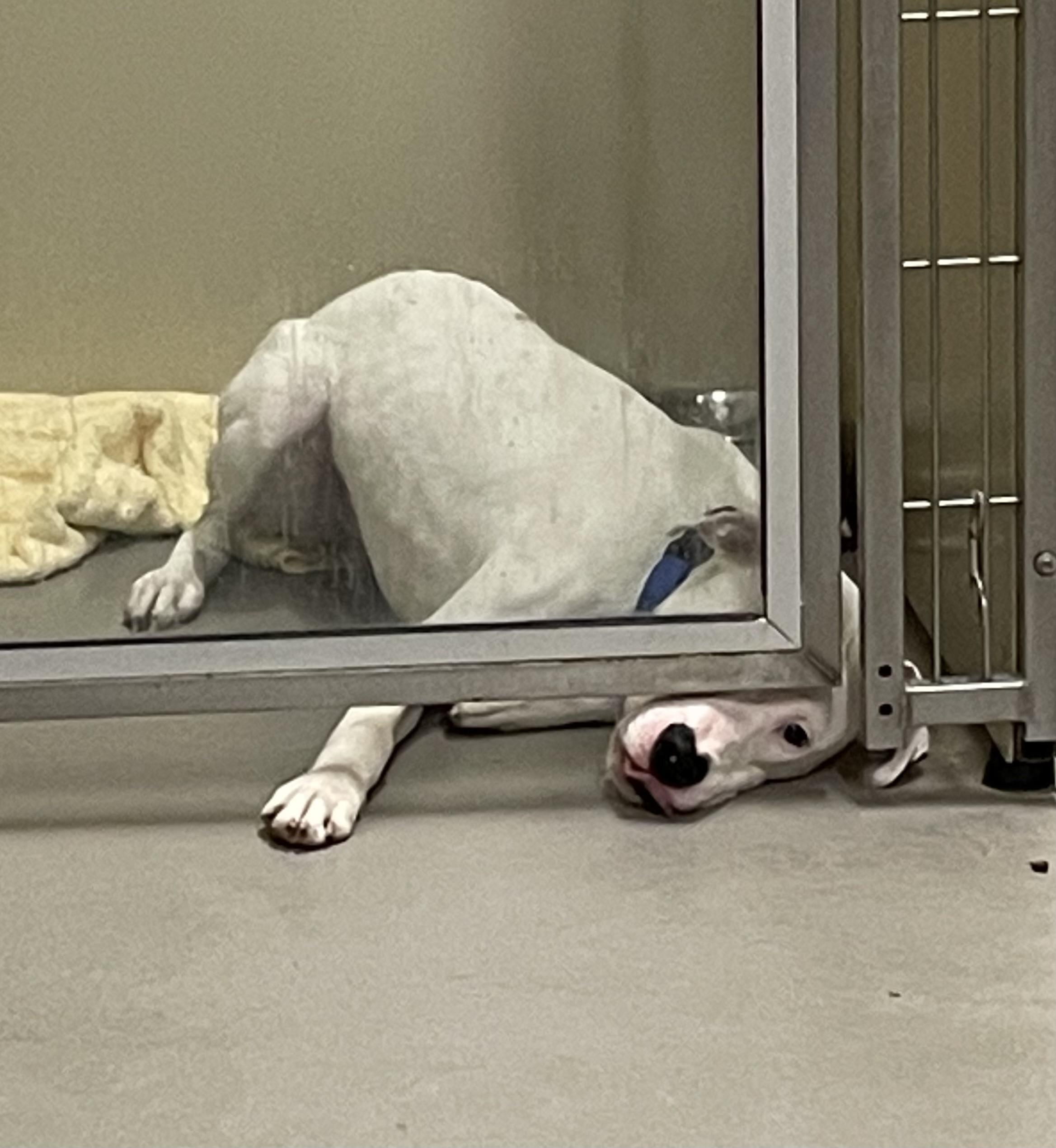 Enlarge Toby AVAILABLE , a ADOPTABLE American Bully in Canton, OH image 2/4