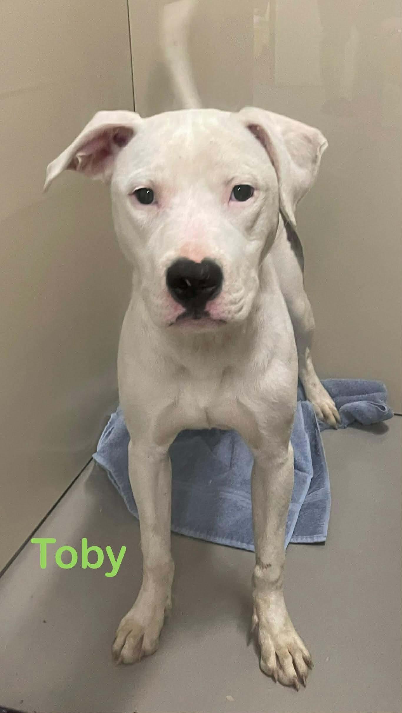 Enlarge Toby AVAILABLE , a ADOPTABLE American Bully in Canton, OH image 4/4