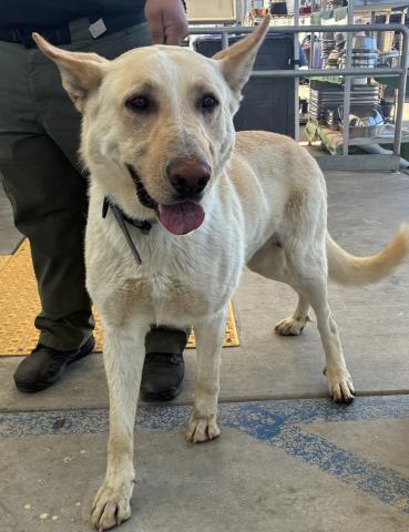 Genonimo, adopted, Adult Male Shepherd.