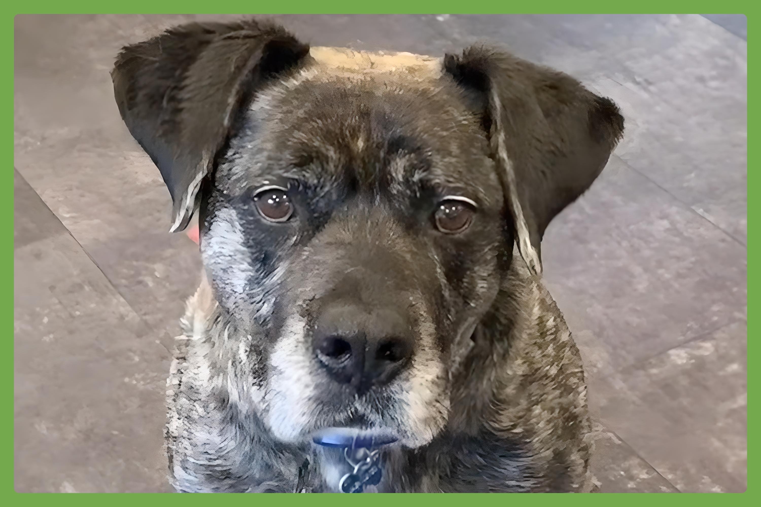 Yeager, a Adoptable mixed breed in Amherst, MA image 1/6