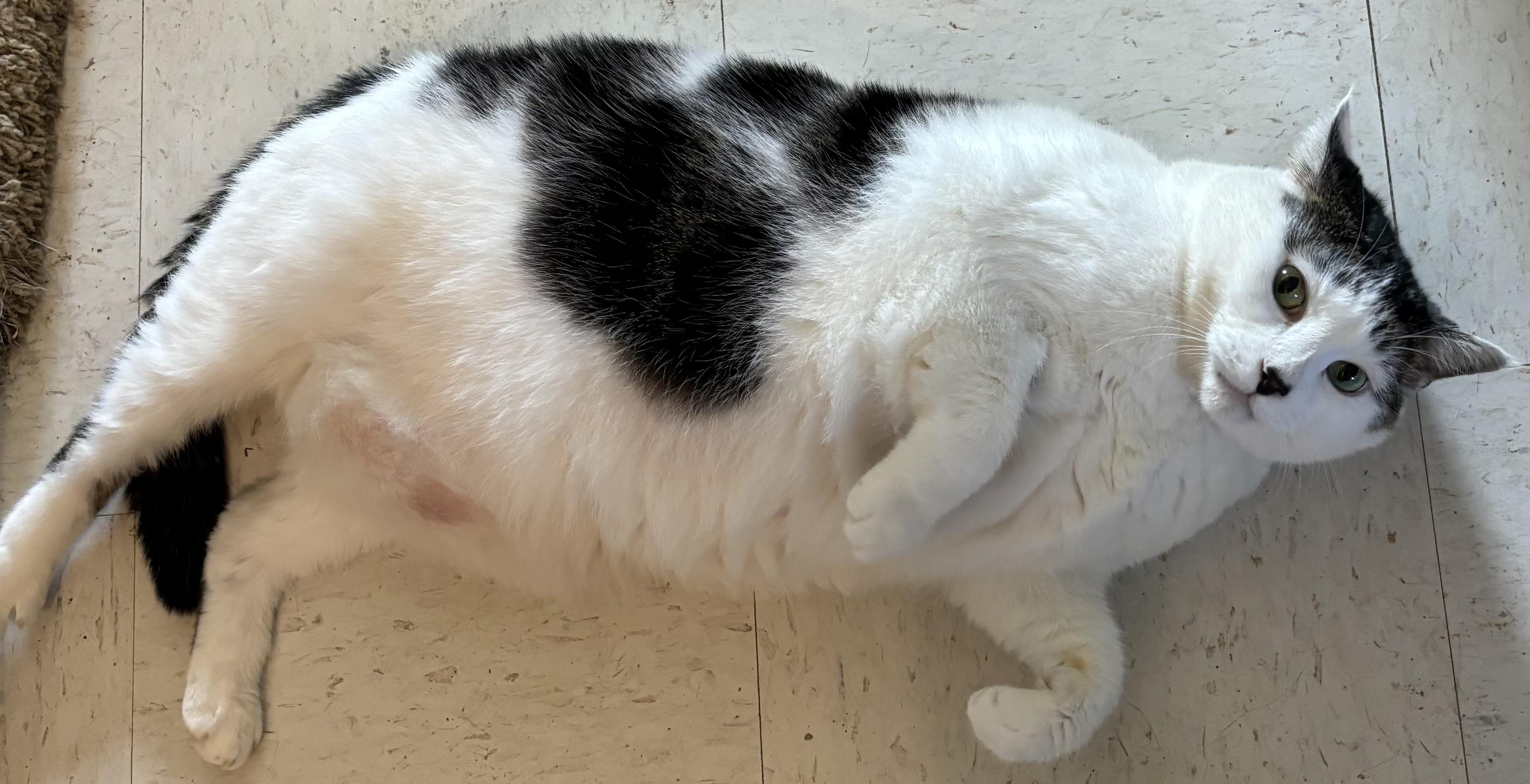 Enlarge Willow, a Adoptable Domestic Short Hair in Moline, IL image 2/3