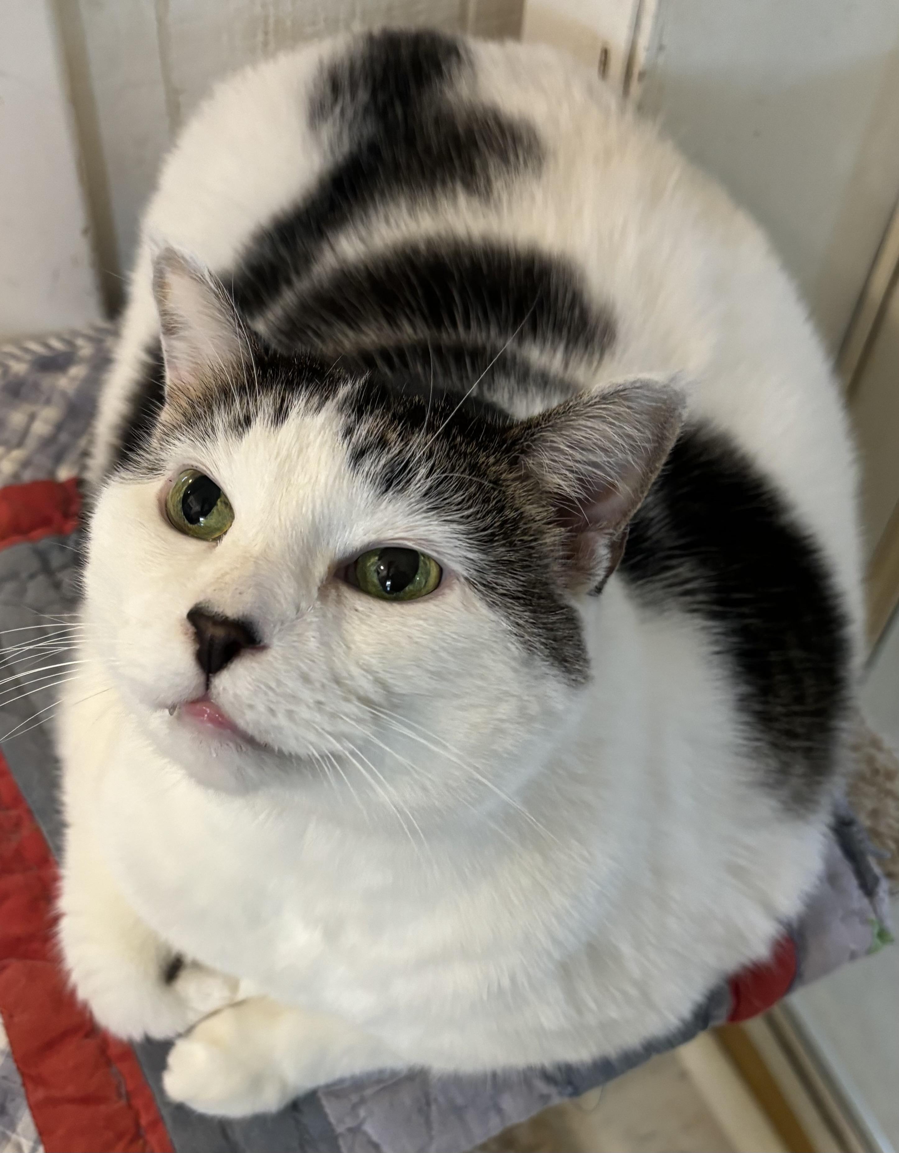 Willow, Adoptable, Senior Female Domestic Short Hair.