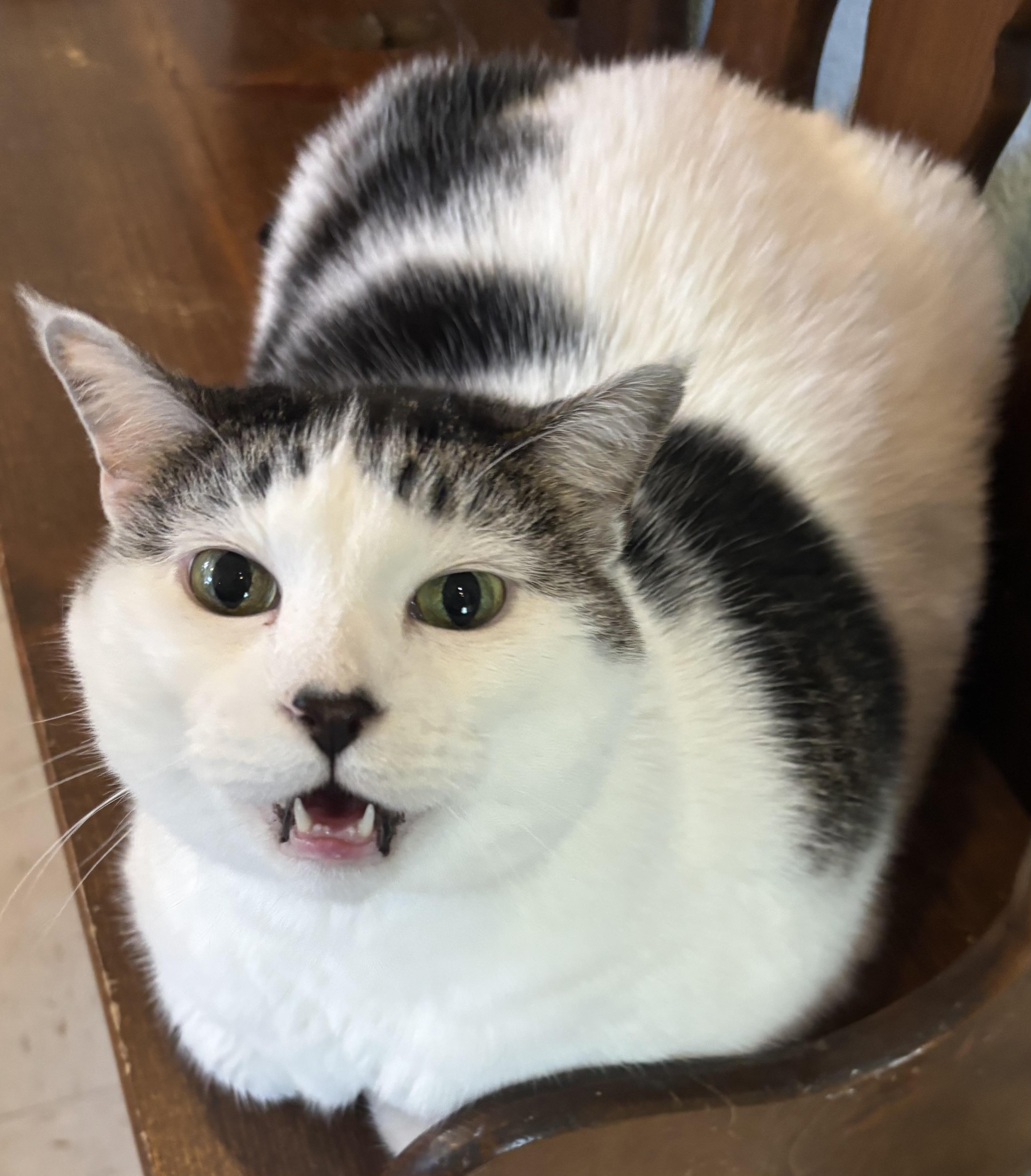 Enlarge Willow, a Adoptable Domestic Short Hair in Moline, IL image 3/3