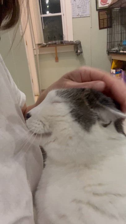 Enlarge Willow, a Adoptable Domestic Short Hair in Moline, IL video 4/4