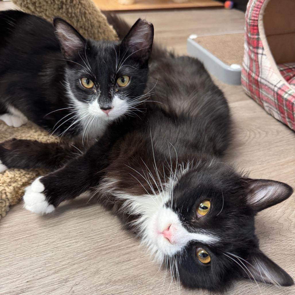 Enlarge Ollie, a Adoptable Domestic Medium Hair in Pleasant Hill, CA image 1/6