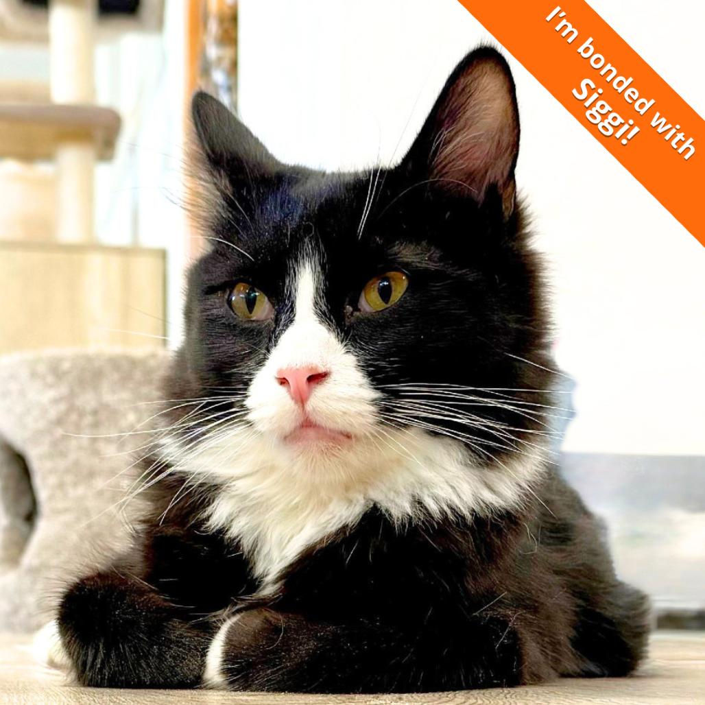 Ollie, Adoptable, Young Male Domestic Medium Hair.