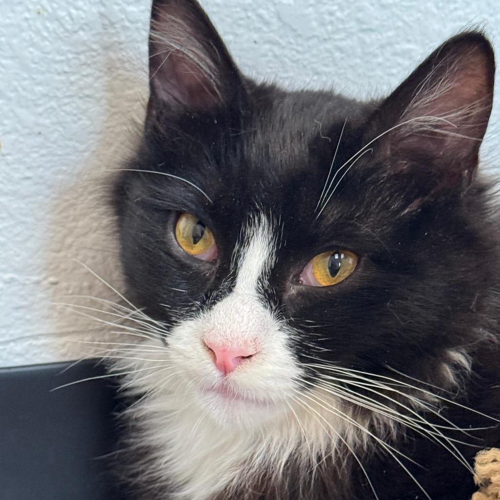 Enlarge Ollie, a Adoptable Domestic Medium Hair in Pleasant Hill, CA image 2/6