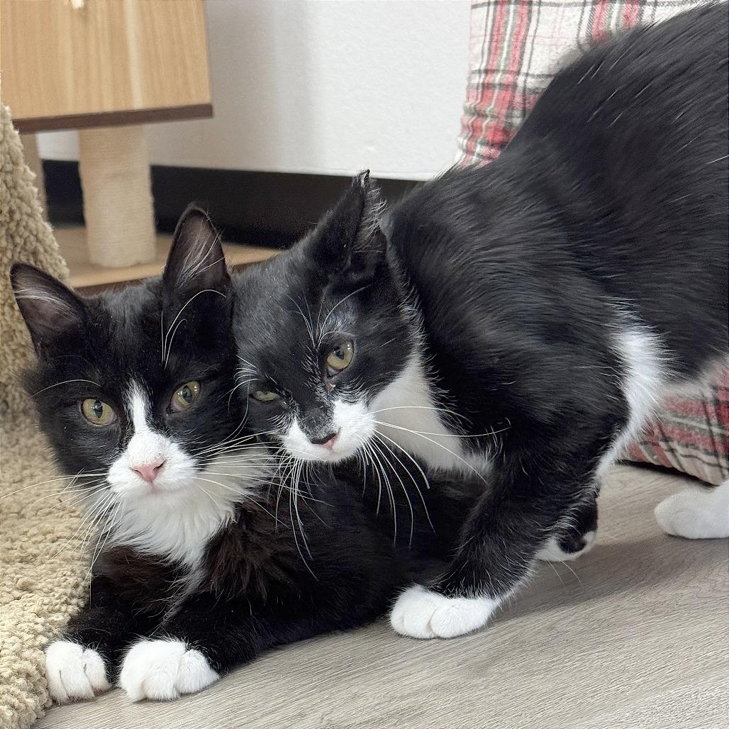 Enlarge Ollie, a Adoptable Domestic Medium Hair in Pleasant Hill, CA image 3/6