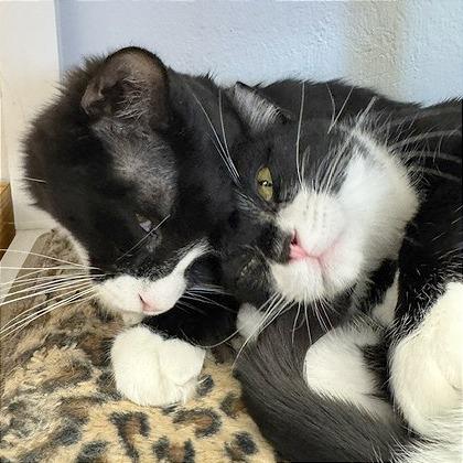 Enlarge Ollie, a Adoptable Domestic Medium Hair in Pleasant Hill, CA image 3/6