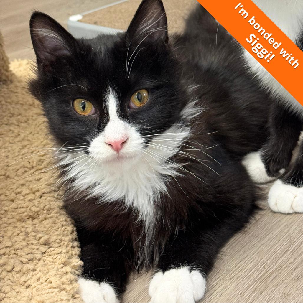 Enlarge Ollie, a Adoptable Domestic Medium Hair in Pleasant Hill, CA image 5/6