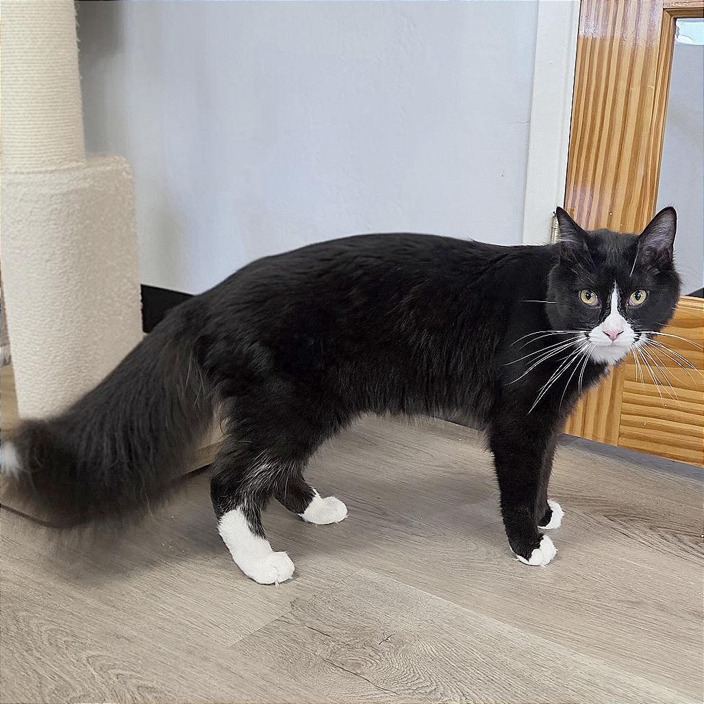 Enlarge Ollie, a Adoptable Domestic Medium Hair in Pleasant Hill, CA image 4/6