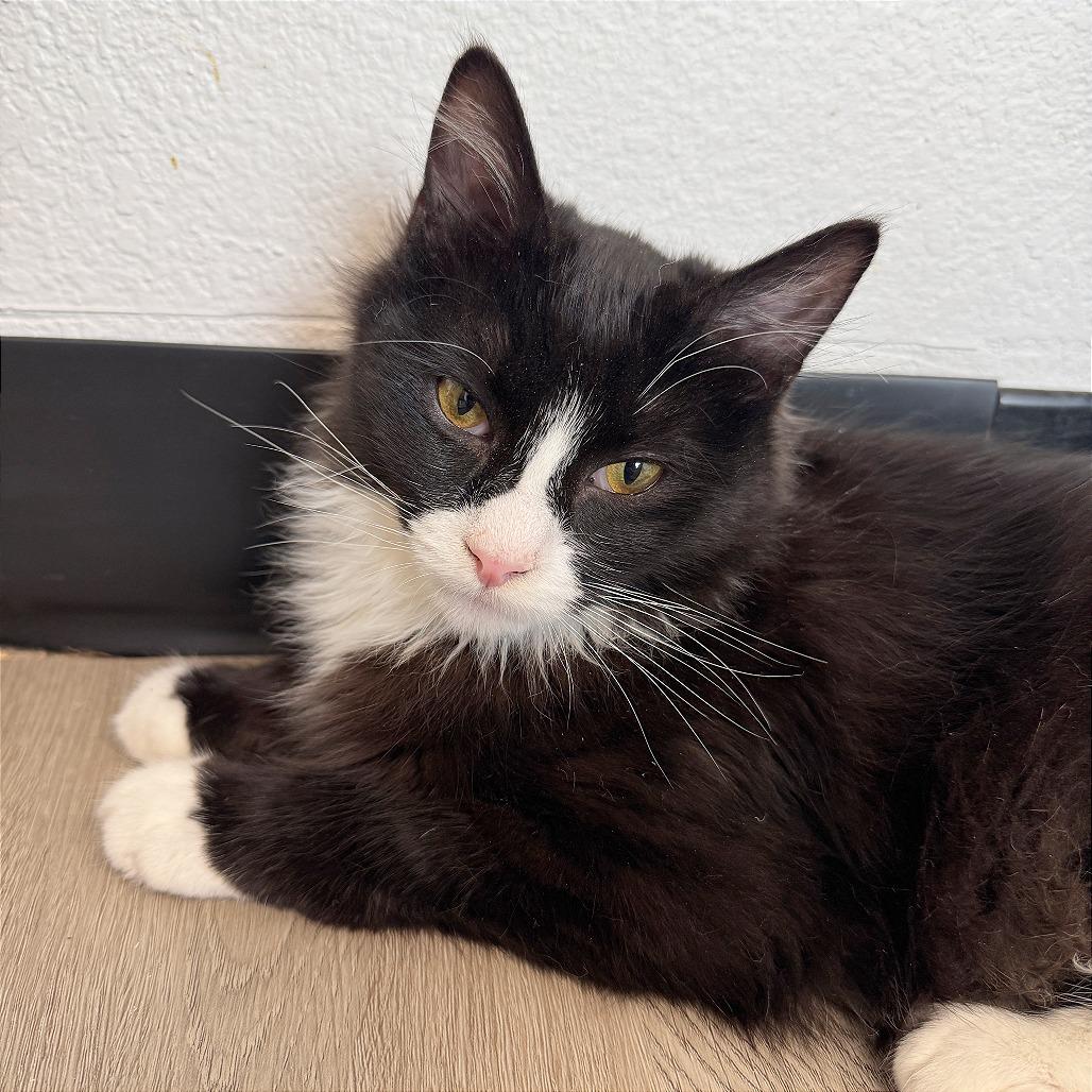 Enlarge Ollie, a Adoptable Domestic Medium Hair in Pleasant Hill, CA image 6/6