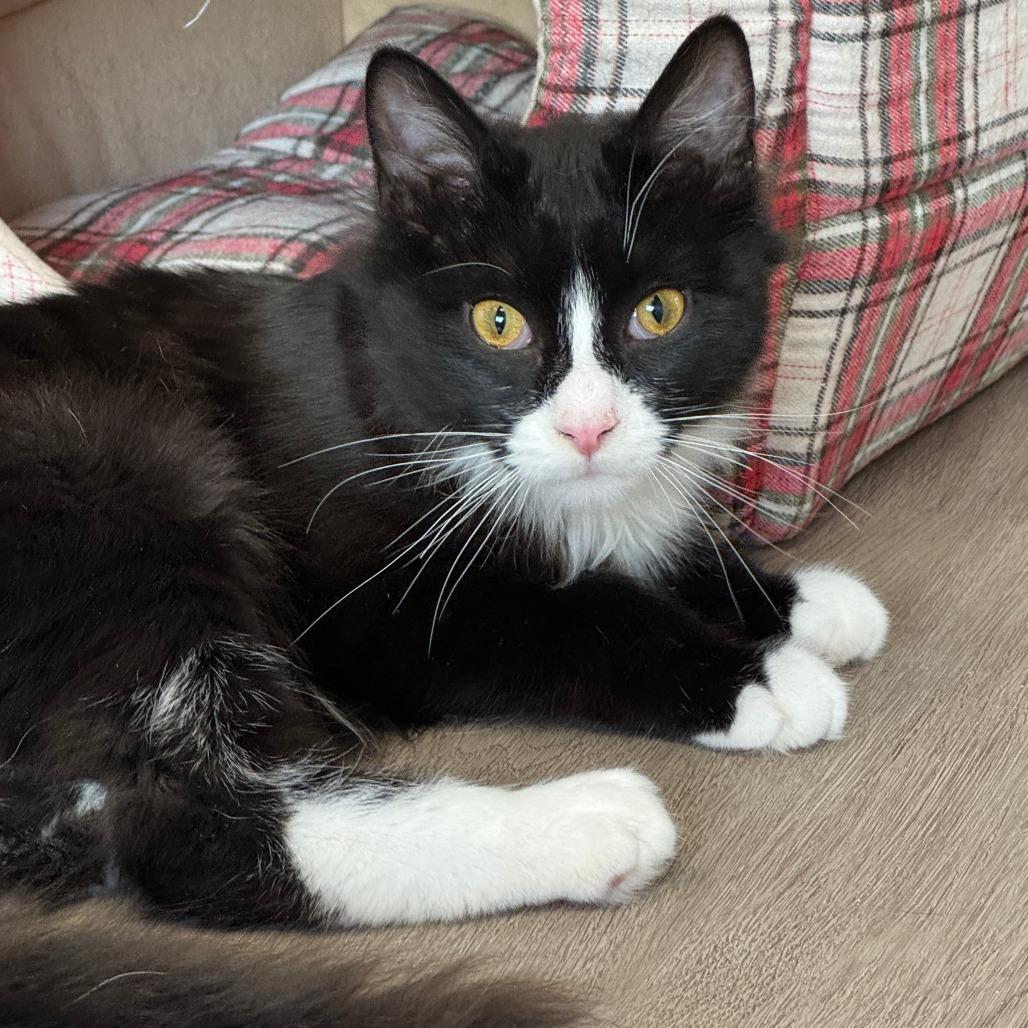 Enlarge Ollie, a Adoptable Domestic Medium Hair in Pleasant Hill, CA image 6/6