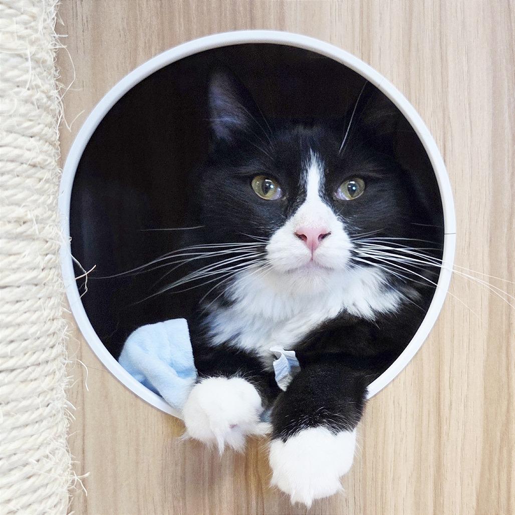 Enlarge Ollie, a Adoptable Domestic Medium Hair in Pleasant Hill, CA image 5/6