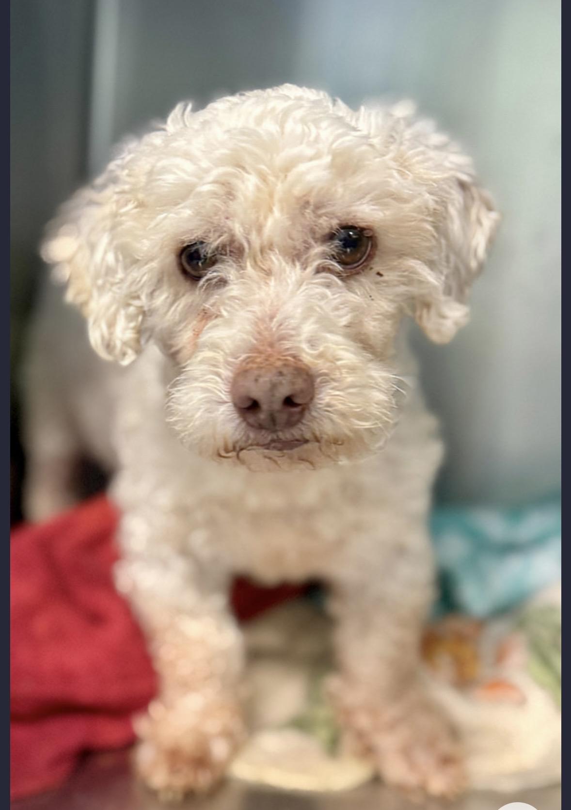 Levi 9859, adopted, Senior Male Poodle.