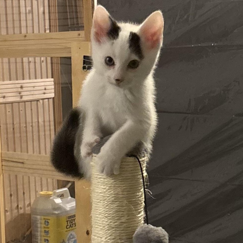 Snowdrop, a ADOPTABLE Domestic Short Hair in Woodinville, WA image 2/3