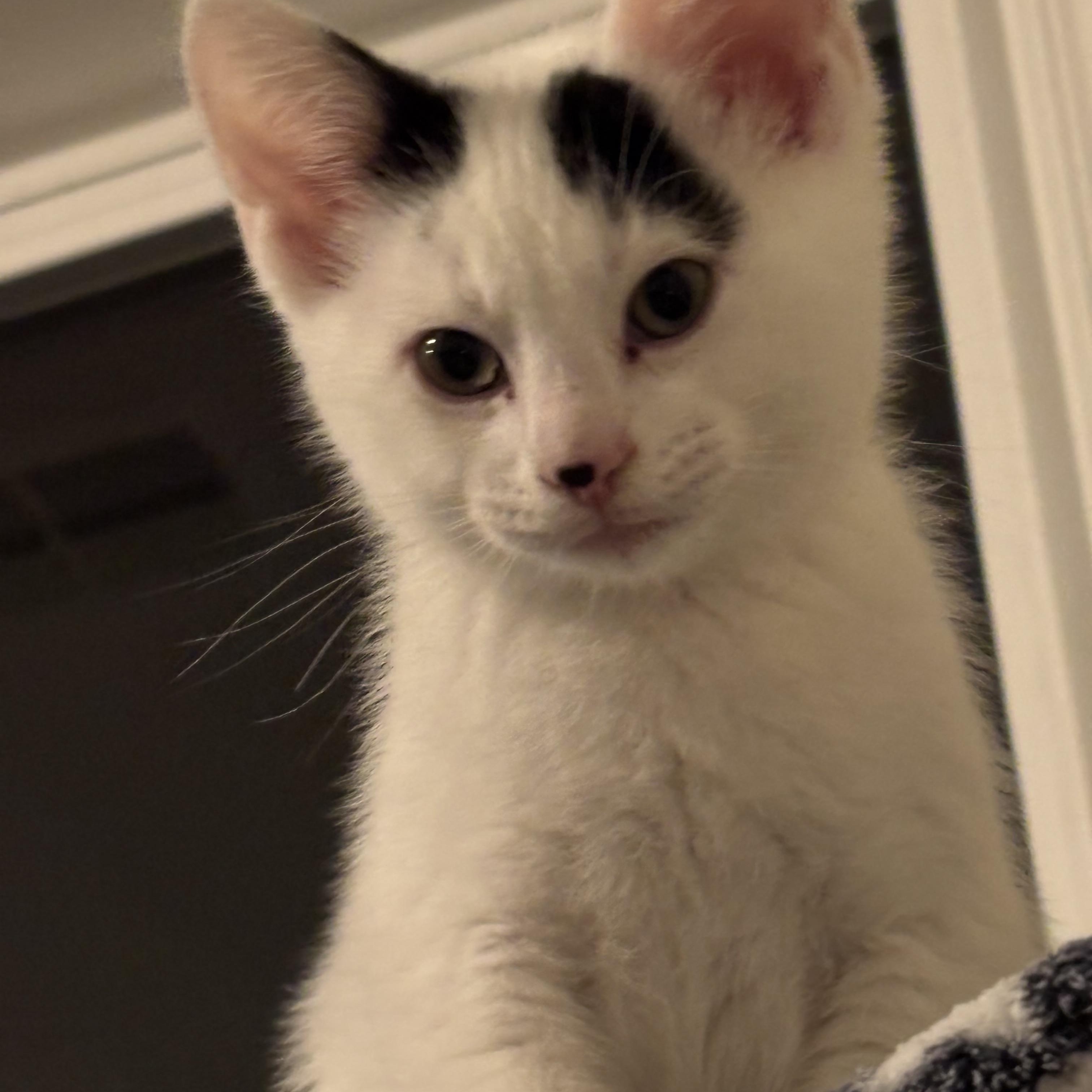 Snowdrop, ADOPTABLE, Kitten Male Domestic Short Hair.