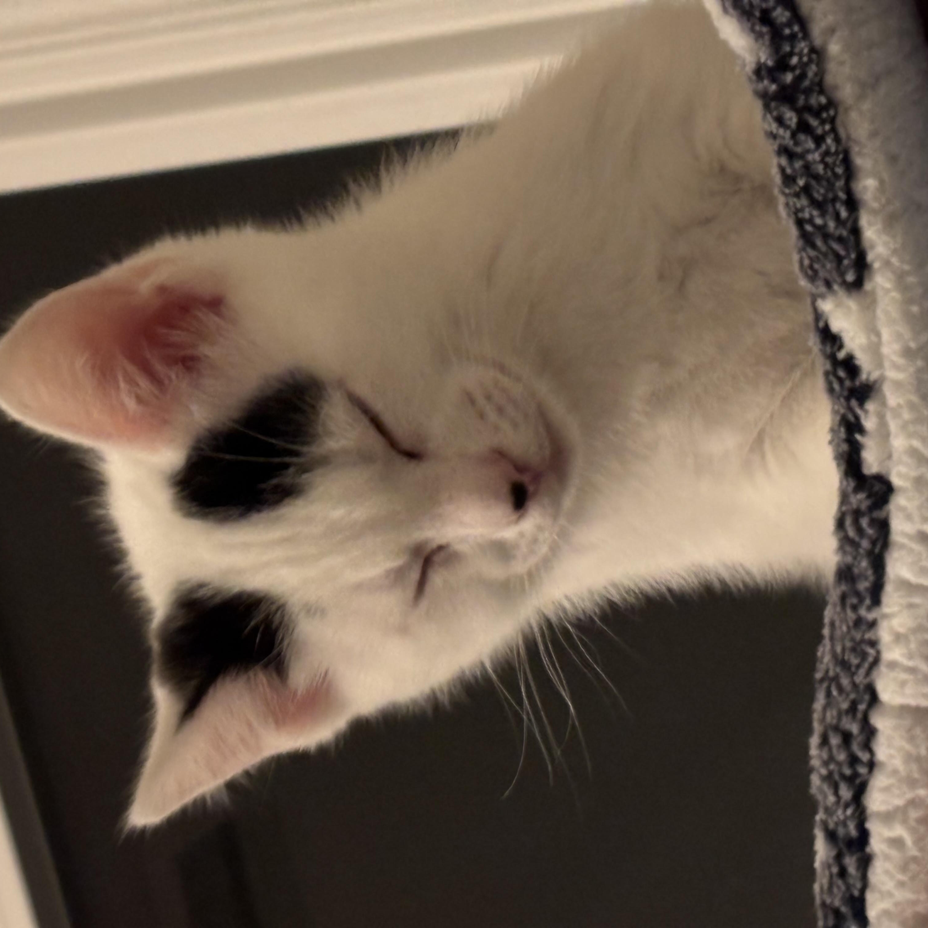 Snowdrop, a ADOPTABLE Domestic Short Hair in Woodinville, WA image 3/3