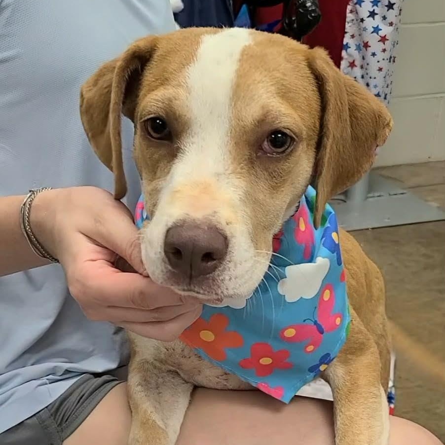Dani - Adoptable Pet | Petfinder