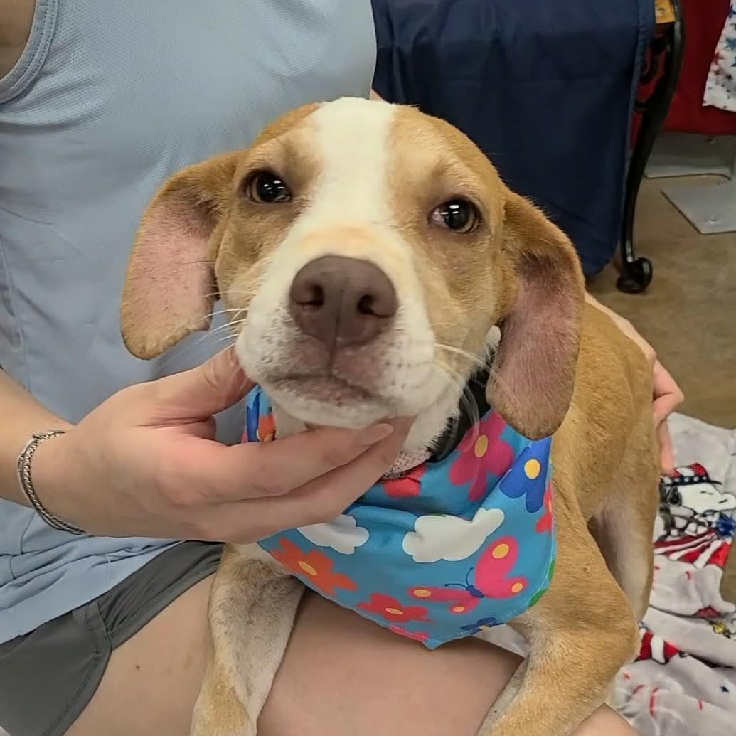 Dani - Adoptable Pet | Petfinder
