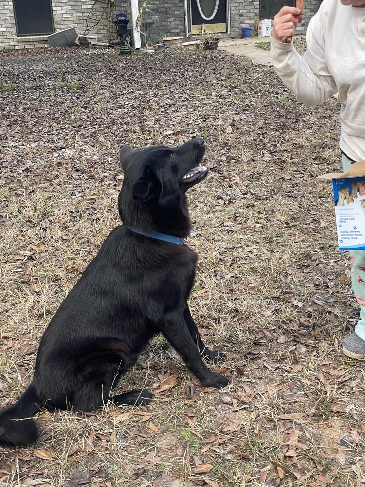 David, a Adopted mixed breed in Silsbee, TX image 1/4