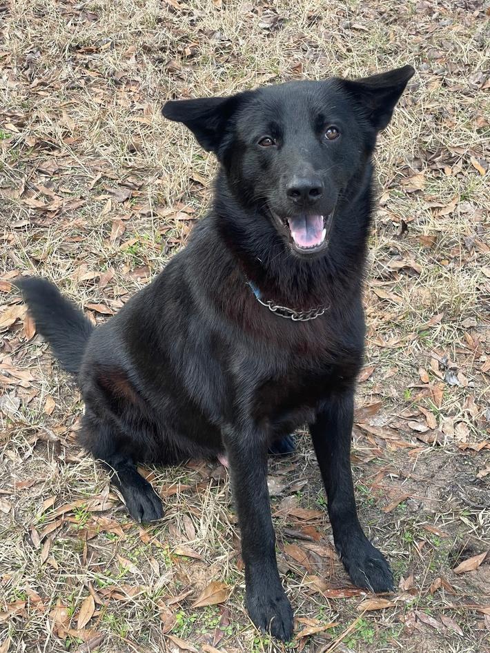 David, a Adopted mixed breed in Silsbee, TX image 2/4