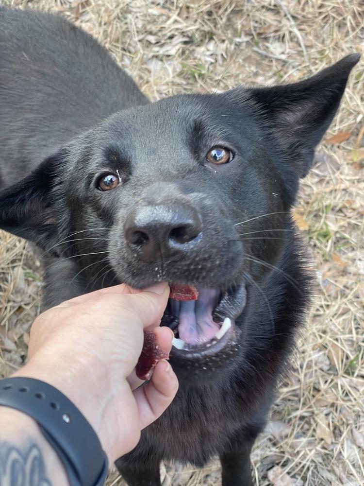 David, a Adopted mixed breed in Silsbee, TX image 3/4
