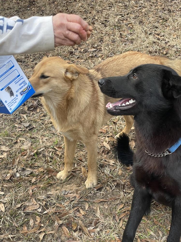 David, a Adopted mixed breed in Silsbee, TX image 4/4