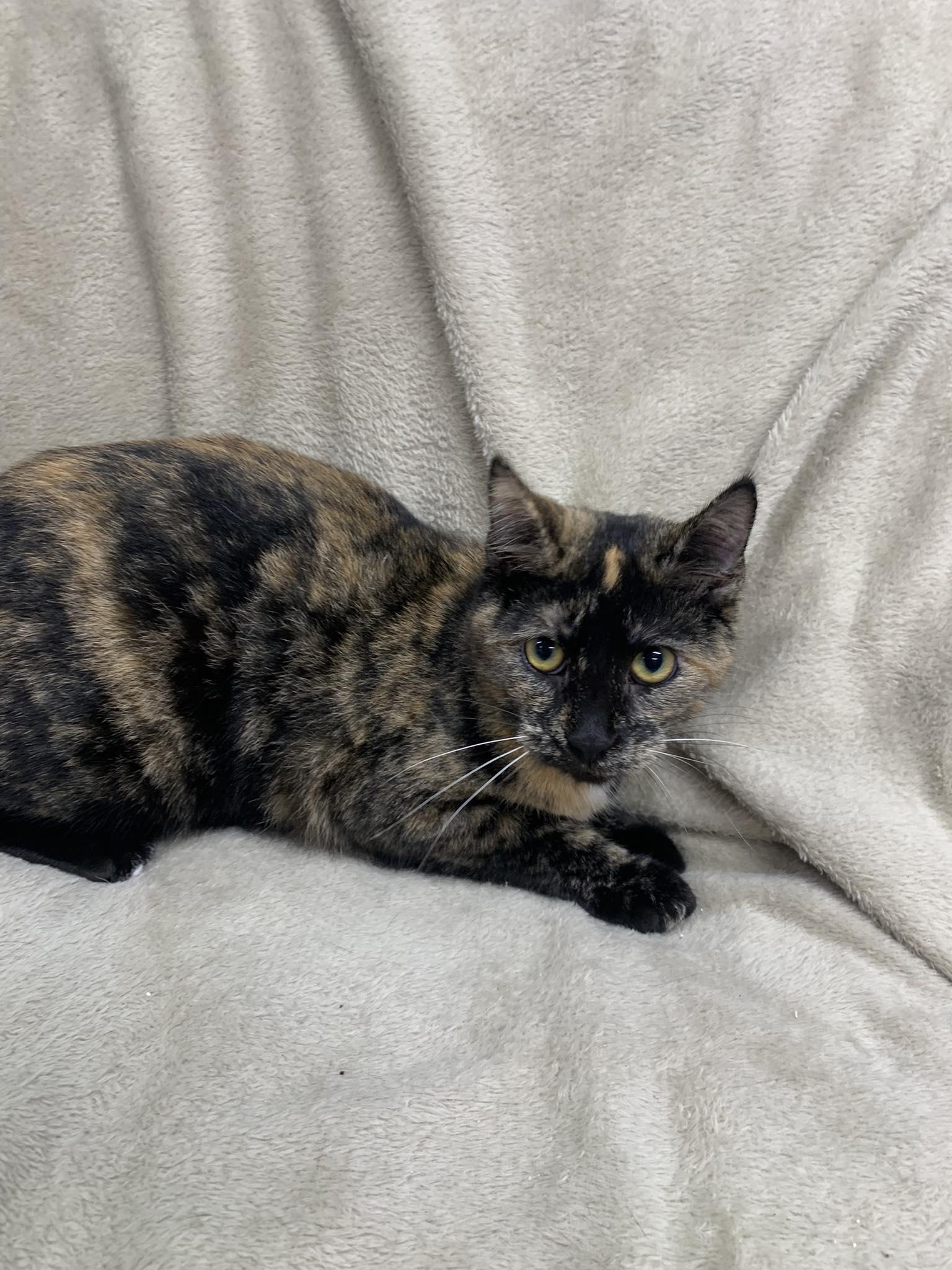 Peanut, Adoptable, Young Female Tortoiseshell.