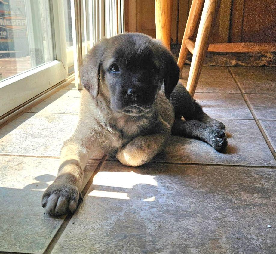 Enlarge Kaba, a ADOPTABLE Anatolian Shepherd in Mount Pleasant, NC image 1/1