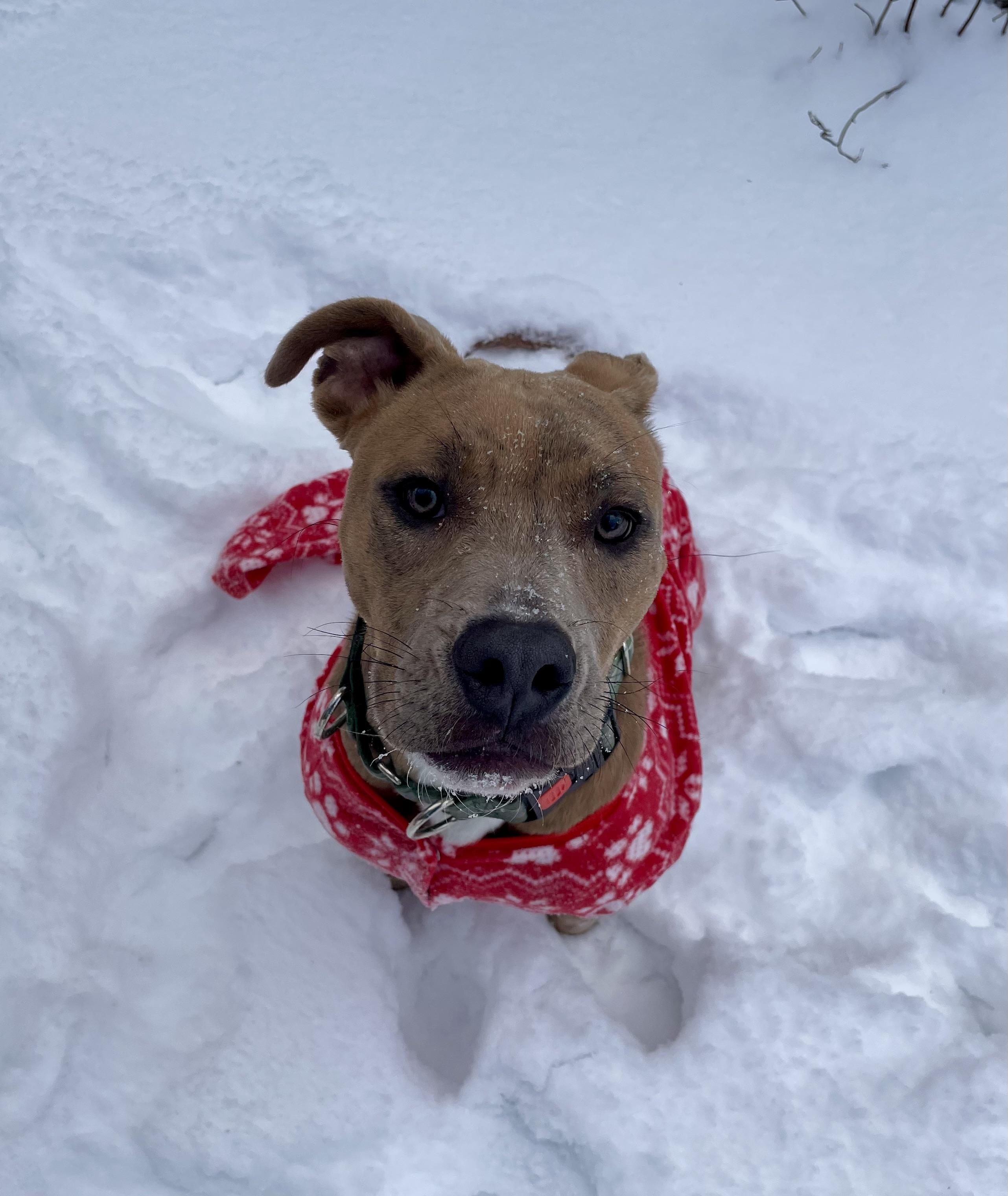 Enlarge Sky, a ADOPTABLE mixed breed in Ontario, NY image 2/2